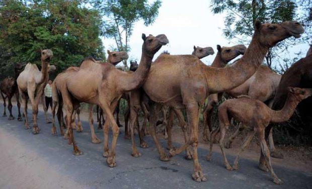 Austrelia-camel