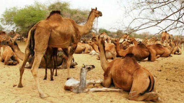 Camel-killing
