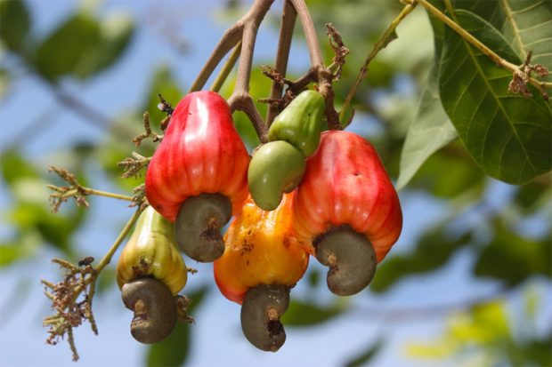 Cashew-Fruit-Agriculture