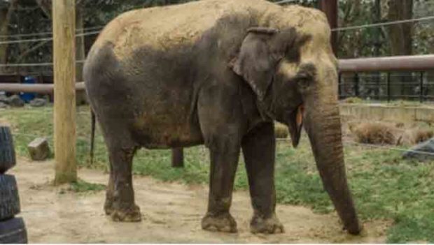 Kodagu based 72 year old veteran elephant Ambika died in Washington today