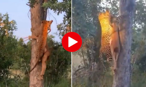 Leopard-climbs-tree