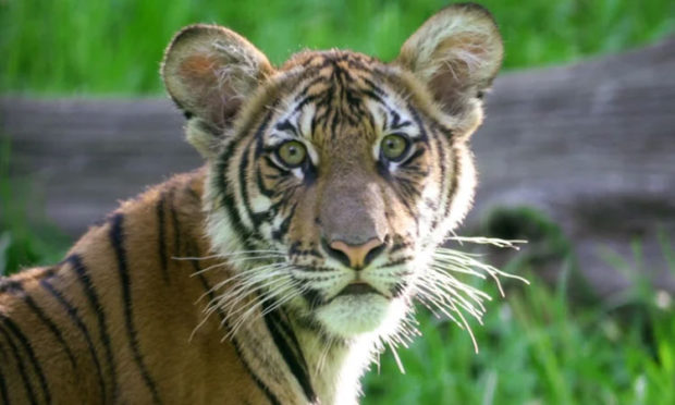tiger-covid19-possitive