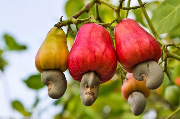 cashew-plant