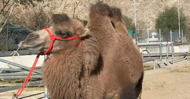 Camel-Double-Hump