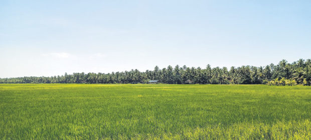 ವರವಾದ ಕೋವಿಡ್ -ಮುಂಗಾರು: ಶೇ.97ರಷ್ಟು ಭತ್ತ ಕೃಷಿ