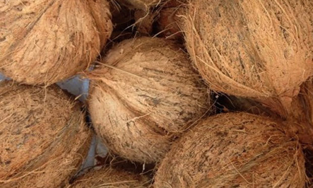 The state’s first coconut processing plant