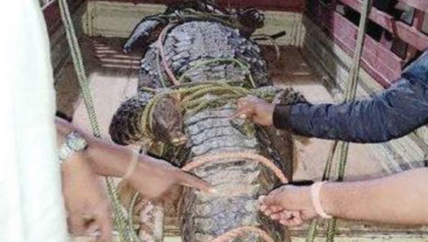 ಬಾವಿಯಲ್ಲಿ ಆಶ್ರಯ ಪಡೆದಿದ್ದ ಬರೋಬ್ಬರಿ 750 ಕೆಜೆ ತೂಕದ ಮೊಸಳೆ ಸೆರೆ