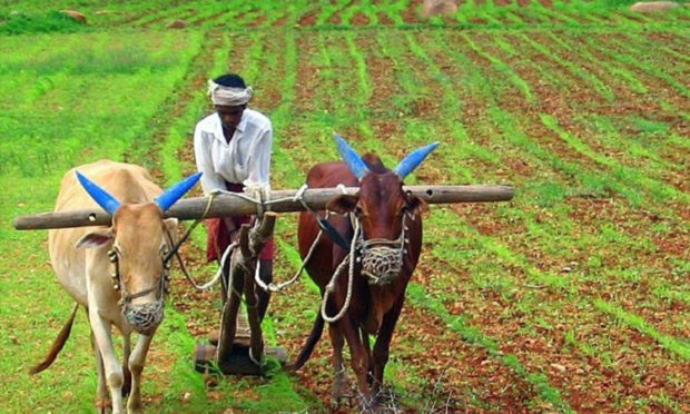 vijayapura-agriculture