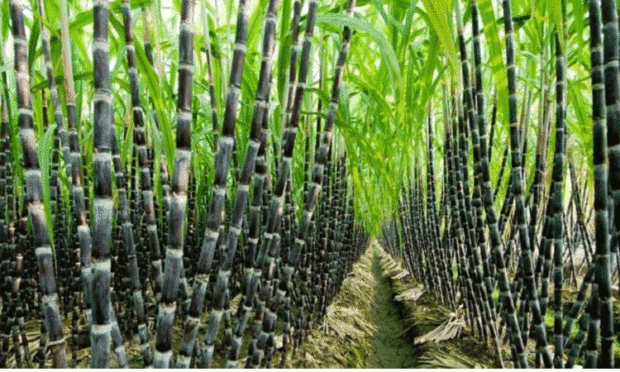 Advance-loan-lure-for-sugarcane-growers