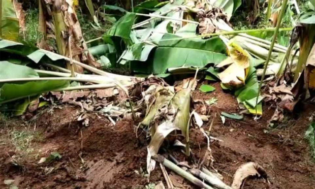 A banana crop wreck