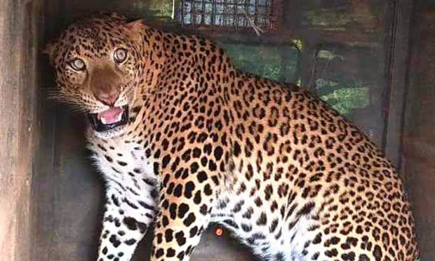 Leopard Capture Near Kachanakatty