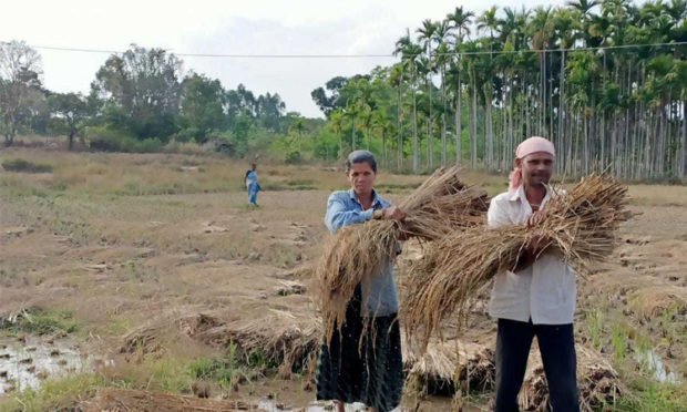 Premature rain: destruction of paddy harvest