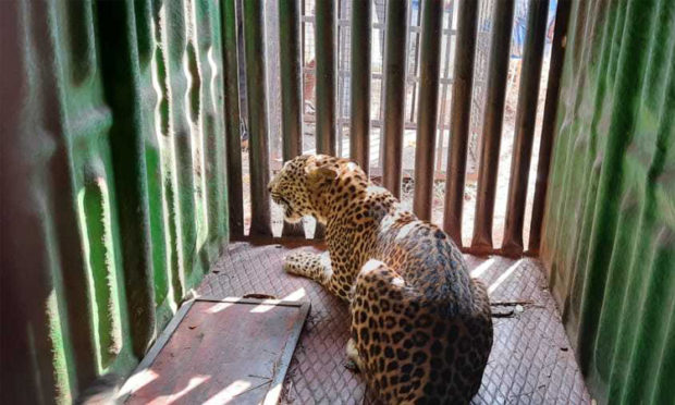 Bonnie is a fallen female leopard