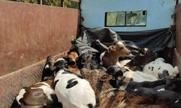Protection of 11 calves transported to a butcher account: Complaint