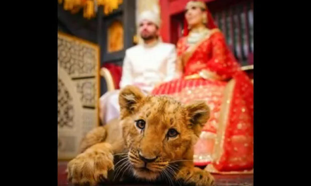 Couple poses with a sedated lion cub in wedding photoshoot