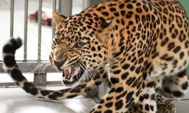 Leopard Strays Into Residential Area in Indore,
