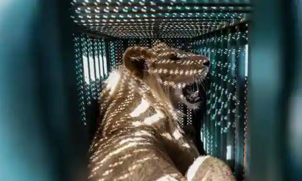 Lion injures man who entered its enclosure in Kolkata zoo