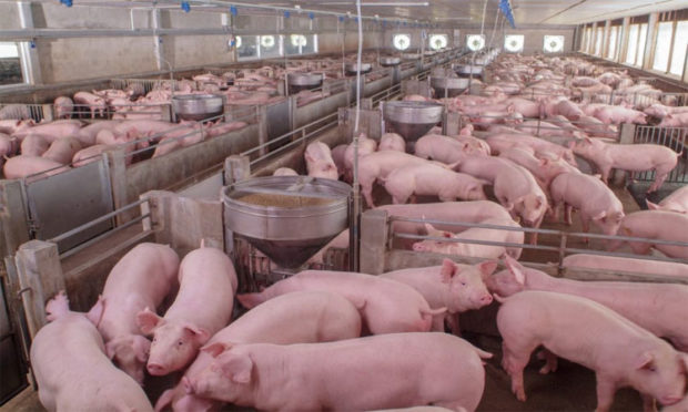 China intends to improve pigs’ genetics so they produce more meat and consume less