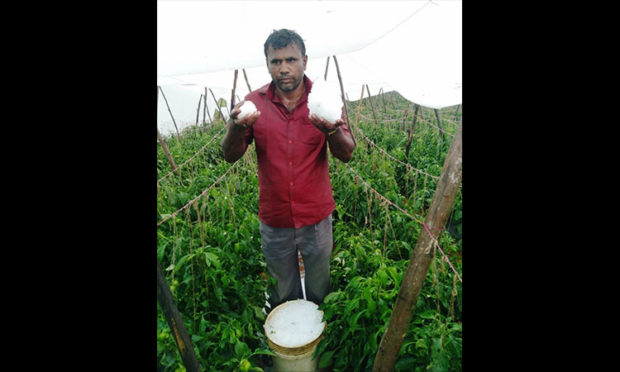 Loss of sugarcane, tomato, chilli crop to rain
