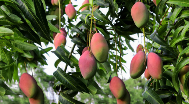 National Mango Day 2021: History, Facts