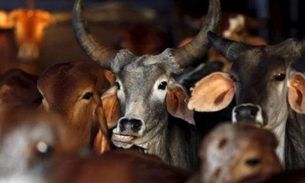 Andhra Pradesh: TTD to introduce ‘Navaneeta Seva’ to protect indigenous cow breeds