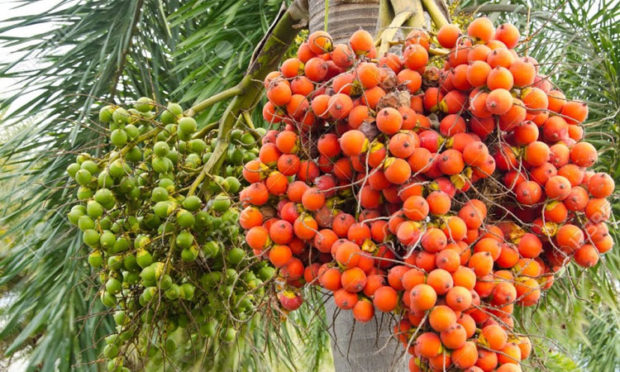 Areca nut growers benefit from price increases