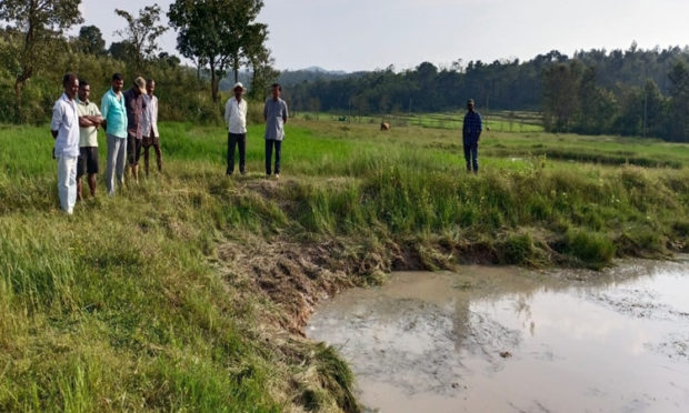 Sakleshpur: Destroy paddy crop for forest attack
