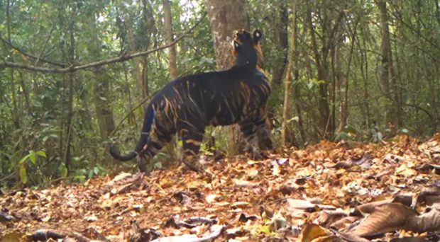 Rare Black Tiger Marks Its Territory In Odisha National Park