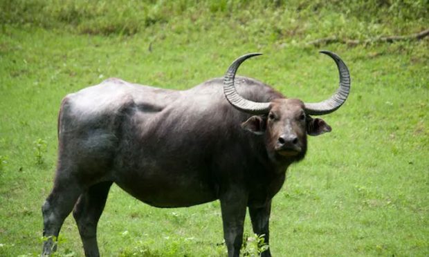 2-shirva-wild-buffalo