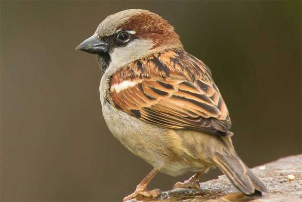 World Sparrow Day 2023; ಎಲ್ಲಿ ಮರೆಯಾಗಿ ಹೋದವು…ಈ ಪುಟ್ಟ ಗುಬ್ಬಚ್ಚಿಗಳು!