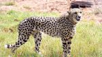 cheetah at Kuno national park – ANi