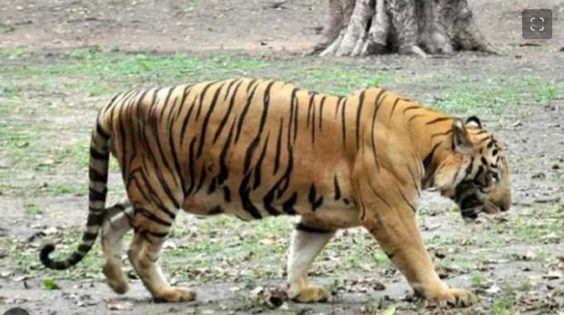Tiger Attack: ಹುಲಿ ದಾಳಿಯ ಅಟ್ಟಹಾಸ…ಉತ್ತರಾಖಂಡ್ ನ 2 ಜಿಲ್ಲೆಗಳಲ್ಲಿ ಕರ್ಫ್ಯೂ ಜಾರಿ!