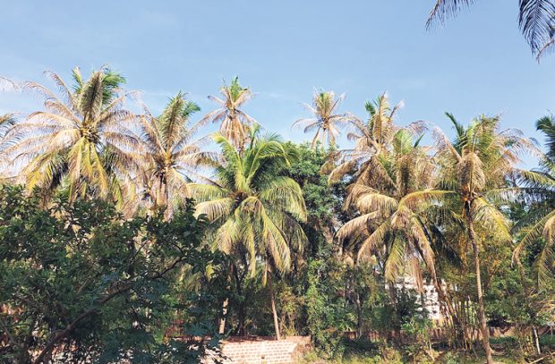 ಮತ್ತೆ ಬಾಧಿಸಿದ ಕಪ್ಪು ತಲೆ ಕ್ಯಾಟರ್‌ಪಿಲ್ಲರ್‌: ಮಂಗಳೂರಿನಲ್ಲಿ ಒಣಗಿ ನಿಂತ ಕಲ್ಪವೃಕ್ಷ