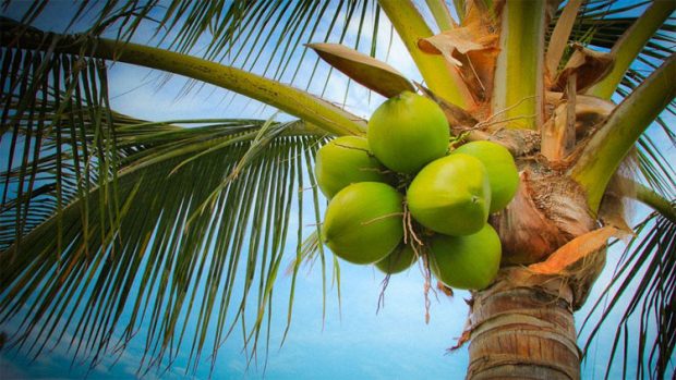 coconut ದರ ಕುಸಿತ: ಬೆಳೆಗಾರರು ಕಂಗಾಲುcoconut ದರ ಕುಸಿತ: ಬೆಳೆಗಾರರು ಕಂಗಾಲು