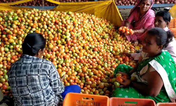 Tomato prices: ಟೊಮ್ಯಾಟೋ ಮಾರಿ ಒಂದೇ ತಿಂಗಳಿನಲ್ಲಿ ಕೋಟ್ಯಧಿಪತಿಯಾದ ರೈತ   