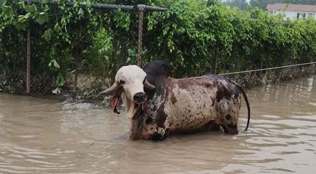 India’s No.1 Bull Rescued Amid Yamuna Flooding