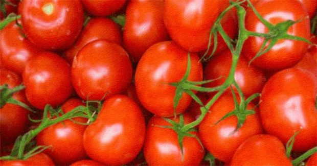 Tomato Jackpot: ಟೊಮೆಟೋ ಮಾರಾಟದಿಂದ 38 ಲಕ್ಷ ರೂ. ಆದಾಯ ಗಳಿಸಿದ ಕೋಲಾರದ ರೈತ