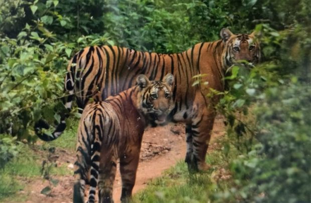 Nagarahole Tiger Reserve; ಬೇಟೆಗಾಗಿ ಮರಿಯೊಂದಿಗೆ ಕಾಯುತ್ತಿರುವ ತಾಯಿ ಹುಲಿ