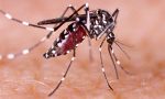 5-dengue-fever