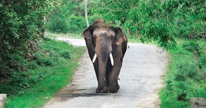 eleElephant Attack :ಹಾಲು ತರಲು ತೆರಳುತ್ತಿದ್ದ ವೃದ್ಧನ ಮೇಲೆ ಕಾಡಾನೆ ದಾಳಿ