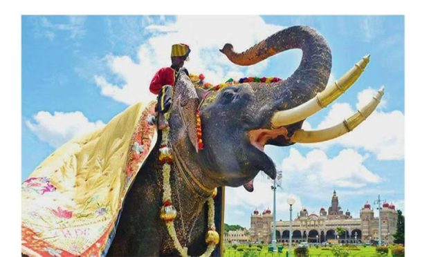 mysore elephant