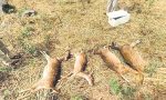 Bannerghatta Park: ಬನೇರುಘಟ್ಟದಲ್ಲಿ ಕಿತ್ತಾಡಿಕೊಂಡು 15 ಜಿಂಕೆ ಸಾವನ್ನಪ್ಪಿರುವ ಶಂಕೆ