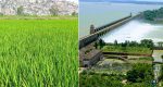 Tungabhadra Dam ಬೆಳೆದು ನಿಂತ ಭತ್ತದ ಪೈರು ಉಳಿಸಿಕೊಳ್ಳಲು ಪರದಾಟ: ಸಂಕಷ್ಟದಲ್ಲಿ ರೈತರು