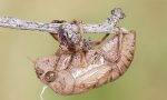 Stag Beetle: ಮಳೆಗಾಲದ ಸೈರನ್‌, ಜಿರ್ರೆನ್ನುವ ಜೀರುಂಡೆ