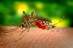 Zika Virus: ರಾಜ್ಯದಲ್ಲಿ ಜಿಕಾ ವೈರಸ್‌ ಪತ್ತೆ… ದ.ಕ., ಉಡುಪಿ ಜಿಲ್ಲೆಗಳಲ್ಲಿ ವಿಶೇಷ ನಿಗಾ
