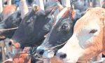 Dairy industry: ಕ್ಷೀರೋದ್ಯಮದ ಮೇಲೆ ಬರದ ನೆರಳು