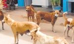 Stray dogs Trouble: ನಾಗರಿಕರಿಗೆ ಕಂಟಕವಾದ ಬೀದಿನಾಯಿಗಳು