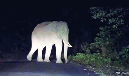 Elephant Attack: ಬೆಳ್ತಂಗಡಿ: ಸಂತ್ರಸ್ತರಿಗೆ ತಲಾ 60 ಸಾ.ರೂ. ಪರಿಹಾರ