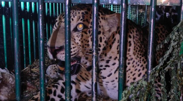 Mysore: A male leopard fell into a cage at Ramakrishna Ashram