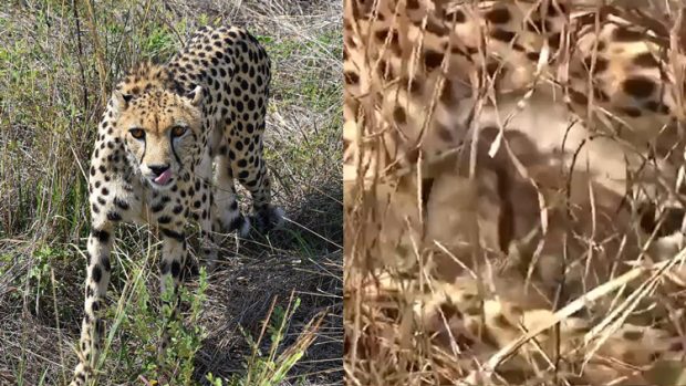 Cheetah Cubs: ಕುನೋ ರಾಷ್ಟ್ರೀಯ ಉದ್ಯಾನವನದಲ್ಲಿ 3 ಮರಿಗಳಿಗೆ ಜನ್ಮ ನೀಡಿದ ಚೀತಾ ಜ್ವಾಲಾ